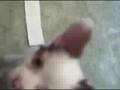 videos de Sakkarra Chinese crested pups