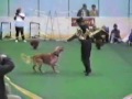 Tribute to Rookie / Canine Freestyle