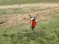 RC Heli doing some weedwacking - Short Clip + Crash RC Heli doing some weedwacking - Short Clip + Crash