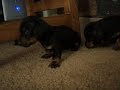 dachsie pups dachsie pups