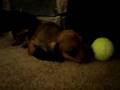 dachsie pups