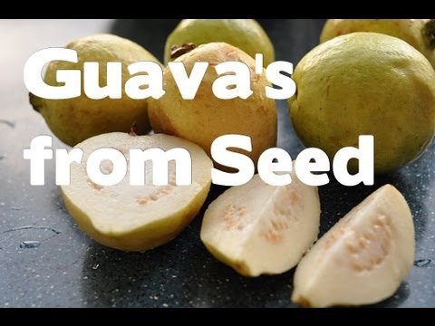 how to replant a guava tree