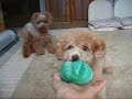 避妊手術翌日【もってこい遊び】