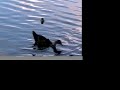 Lucky Ducky Derby Tampa