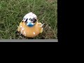 Lucky Ducky Derby Tampa