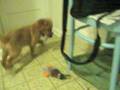 videos de Puppy Ranger Fetching