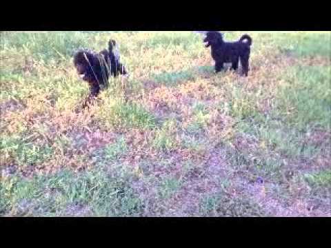 Black Torbec Large Standard Poodles