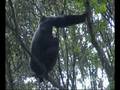 videos de Bwindi Gorilla 2 part of 2