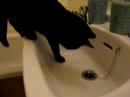 Freedie Playing With Water