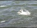 River Kite Whitewater Test