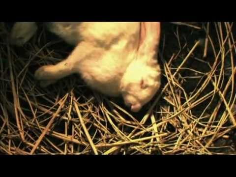 Rabbit Horror 3D / Tormented (2011) HD