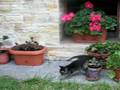 videos de Muro