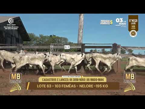 9� MEGA LEIL�O DA MB LEIL�ES