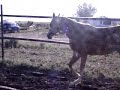 Roxxy Letting Loose