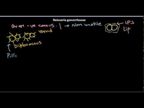 how to treat n. gonorrhoeae