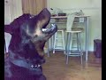 Speaking Rotty!