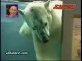 Un Oso Polar se quiere comer a una japonesa