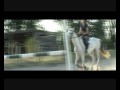 a dream, a goal, a chance, a horse ♥