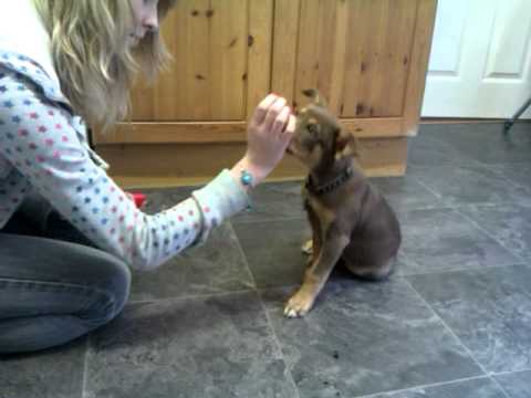 how to train kelpie dog