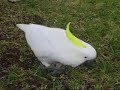 Greater Sulphur Crested Cockatoo in Sydney Greater Sulphur Crested Cockatoo in Sydney