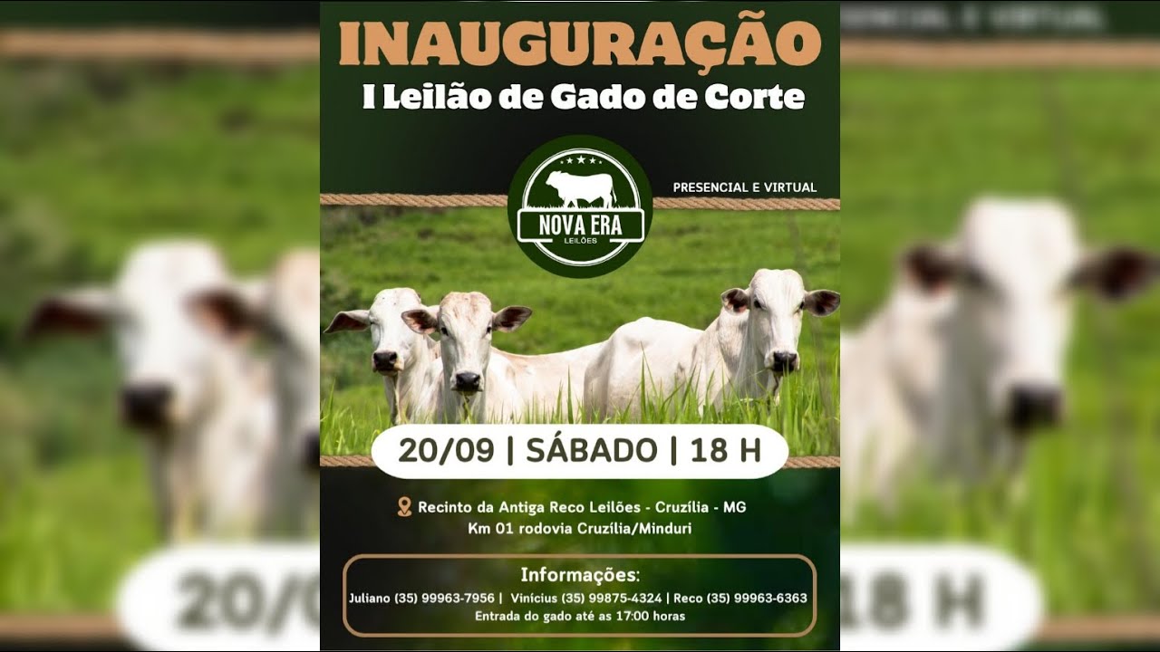 1º LEILÃO DE GADO DE CORTE NOVA ERA LEILÕES - 20/09/2025 - CRUZÍLIA/MG