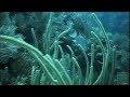 Caribbean Connection - Texas Parks and Wildlife ...