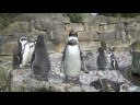 P2 Varicam test footage