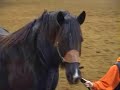 Gypsy Vanners, Belgians, Clydesdales, Percherons Gypsy Vanners, Belgians, Clydesdales, Percherons