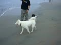DOGS ARE MANS BEST FRIENDS DOGS ARE MANS BEST FRIENDS