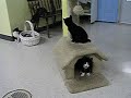 Crazy shelter kittens, part 1