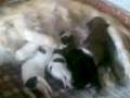 lola con crias.3gp