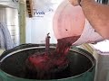 How to make wine - crush your own!
