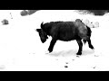 eala im schnee