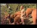 A group of baby elephants play in the mud and have a little wrestle before bedtime! - BBC wildlife