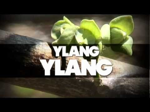 how to grow ylang ylang