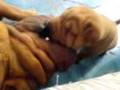 videos de shar pei molly vs mordisco