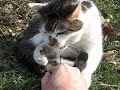 Kitty Attacks