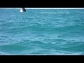 Breaching Humpback on Kayak Tour