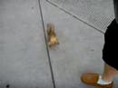 Master Nitty Tames a Squirrel
