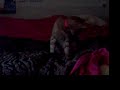my cat