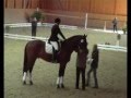 A Dressur 7,8 Gewonnen