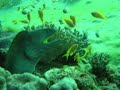 Tauchen in Dahab Rotes Meer Teil 2 Tauchen in Dahab Rotes Meer Teil 2