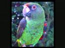oiseaux
