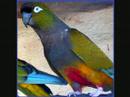 oiseaux