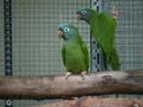 oiseaux