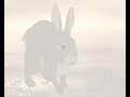 Watership Down- Tribut