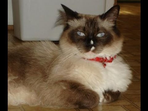 Angelkissed Ragdolls 0 Angelkissed Ragdolls
