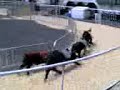Pig Race!