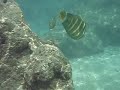 Snorkeling at Hanauma Bay