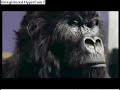 cadburry monkey advert